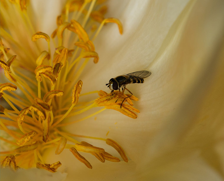 VRAI OU FAUX. Pollen : porter un masque quand on est allergique