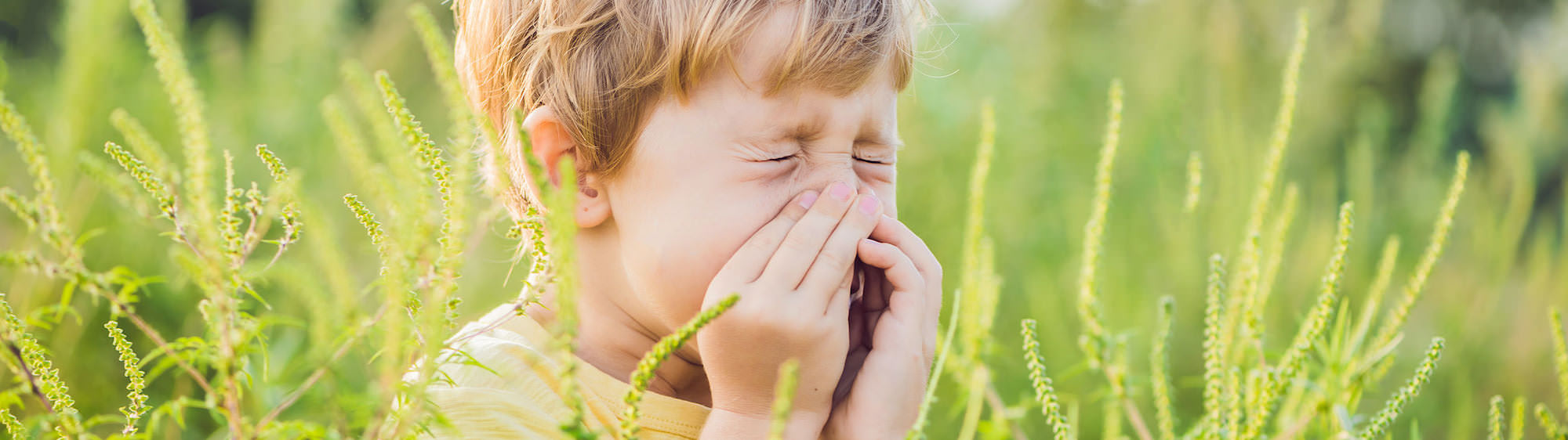 Allergie aux pollens